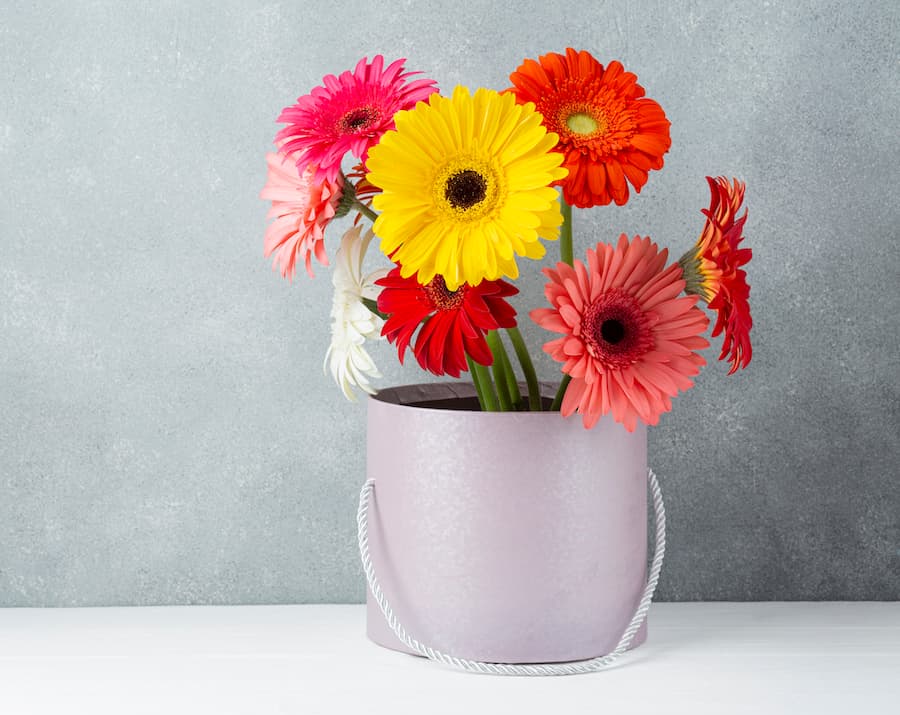 Gerbera Bakımı