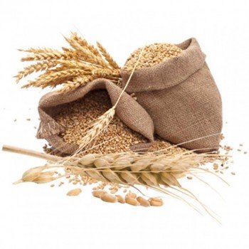Buğday Besleme Programı